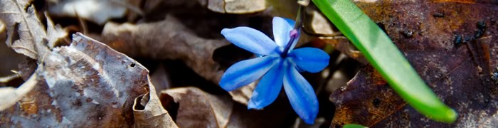 Blue Flower · Casa Teodoro